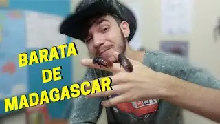 MINI TERRARIO PARA INSETOS/ VIDA ANIMAL