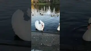 Haslam park Preston