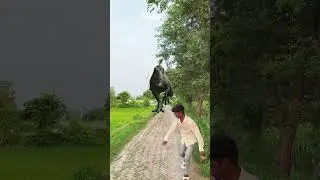 Giant Dinosaur Attack in the City | Epic VFX Scene 🦖🔥 Part 73 | VFX Short Film #VFX #EpicVFX #Shorts