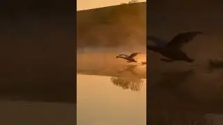Эффектное появление Алеся на рассвете. #лебедь #милоевидео #birds #nature #мило #лебеди #рассвет
