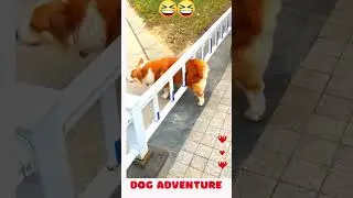 Cute Dog Adventure #viral #funny #comedy #ytshorts #dogs