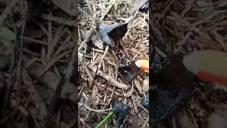 Грибы 🍄 ЧЕРНИЛЬНЫМ ГРИБОМ ПИШЕМ ЦАРЬ Навозник мерцающий #грибыдмитрийяков #грибыиииразум