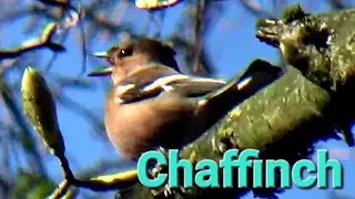 Chaffinch Male Chaffinch #Chaffinch