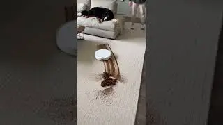 Robot Vacuum Disaster2