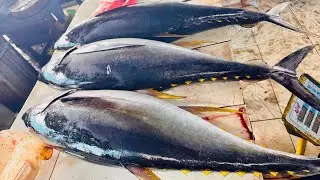 Tuna Cutting Skills Indo |🔴LIVE: Slicing TUNA at Fish Market,Sorong 13 January 2026 #TunaCutting