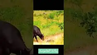 ولادة جاموس واقفا#naissance d 'unbouffle#wildlife#vieanimale#momentsrares#s #animals #viralvideo