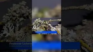 Discover the 3 Major Types of Lichens