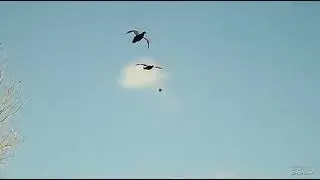 Duckshooting NZ 2022