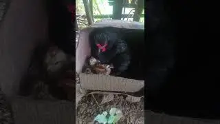 my local hen#