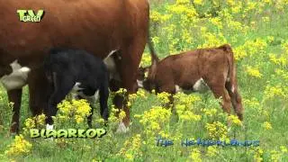 Blaarkop met kalfjes - blister head cattle with calves #03