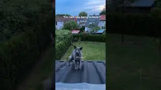 Gini&rsquo;s brother jumping around in the garden&hellip; #fencecat