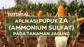 Tutorial Aplikasi Pupuk ZA Ammonium Sulfat pada Tanaman Jagung