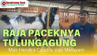 RAJA PACEKNYA KAMBING TULUNGAGUNG ( HENDRA CANDRA ) .