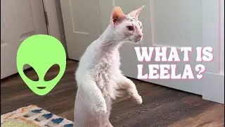ОБЪЯСНЕНИЕ шерсти Лилы &mdash; мохнатая лысая кошка!
