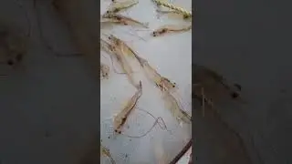 Shrimp check tray checking #fishing #shrimps #aquaculture #harvesting #funnyshorts