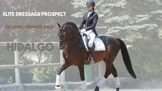 Hidalgo - Elite Dressage Prospect | FEI Private Sale