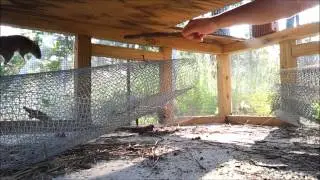 Cotton Mouse (Peromyscus gossypinus) in the snake trap