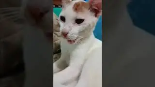 Cat yawning