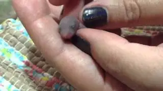Filhotes de gerbil / esquilo da mongolia alimentados na mão (como dar leite para filhote)