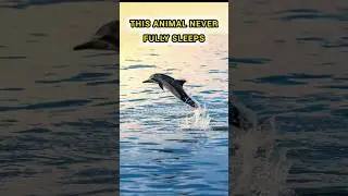 Dolphins have their own way of making friends🐬🤔 #shorts #dolphin  #facts #trending #animalshorts