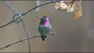 Nature Sounds of Rain and Forest Birds - Rain Sounds for Sleeping, Studying & Relaxing