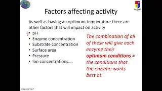 BiN5 CB4c enzyme optimum