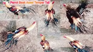 Parrot beak aseel temper tail rooster l parrot murga video l aseel murga video ll 04 ll