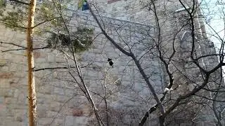 A Curious Diversity of Winter Vocalizations of a Canadian Magpie
