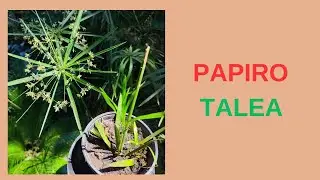 Come fare una talea di Papiro - come moltiplicare il Papiro in casa