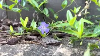 Lesser Periwinkle