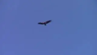 Creature Feature: The Condor