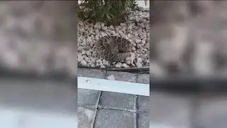Rattlesnake seeks warmth near Cape Coral home