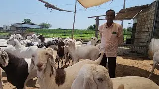 Barkat Goat Farm Gujarat Model | Full Tour And Introduction | Incredible Gujarat.