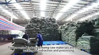 The workers were too rough in handling the crushed marijuana leaves.#industrialhemp #cbd #healthcare