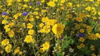WILDFLOWER MEADOW AND STEAM TRAINS NEAR STOGUMBER WEST SOMERSET