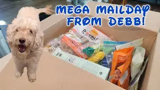 Мы получили ОГРОМНУЮ коробку-сюрприз для нашего щенка!