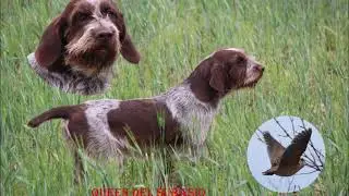 spinone