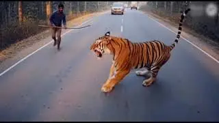 OMG| tiger in real man attack #ai #lion #safarijeep #animals #sora #tiger #tigerattack #sora2