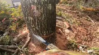 Derribando un roble rojo, (red oak)