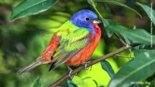 Painted Bunting Song