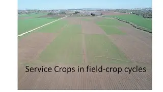 Service Crops in field-crop cycles
