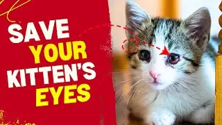 Clear Your Kitten&rsquo;s Eye Infection FAST! 🐱Proven Home Remedies