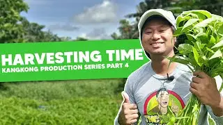 Part 4: Harvesting Time! Kangkong Production