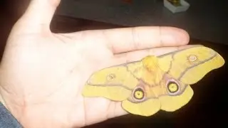 African silkmoth (Gonimbrasia krucki) (HD 1080)