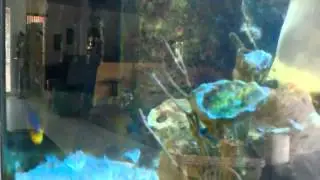 155 Gallon Bow Front Reef Aquarium with Coral Insert Panels  (MG 1)