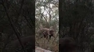 #katrajzoo #wildlife #wildanimals #elephant #bengaltiger #bear #shorts #youtubeshorts