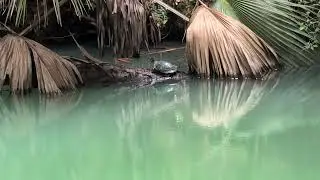Large Turtle on Log by Cabbage Palm Trees in Jade Water at Green Springs Park! Enterprise, Florida 