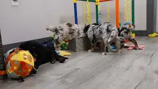 Blue Diamond Diva F1b Mini Bernedoodle Litter