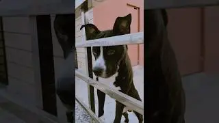 #pitbull#funny#playing #bull #bully #streetdog #shorts #funny #comedy #cute #love #dog