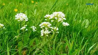 In Harmony with Pure Nature: Contemplation for Consciousness and the Soul FHD 24/7